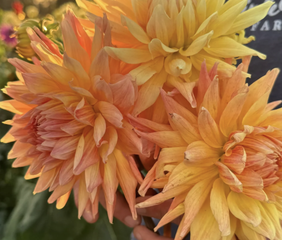 Dahlia