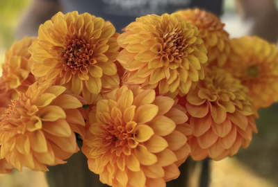 Dahlia