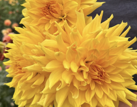Dahlia