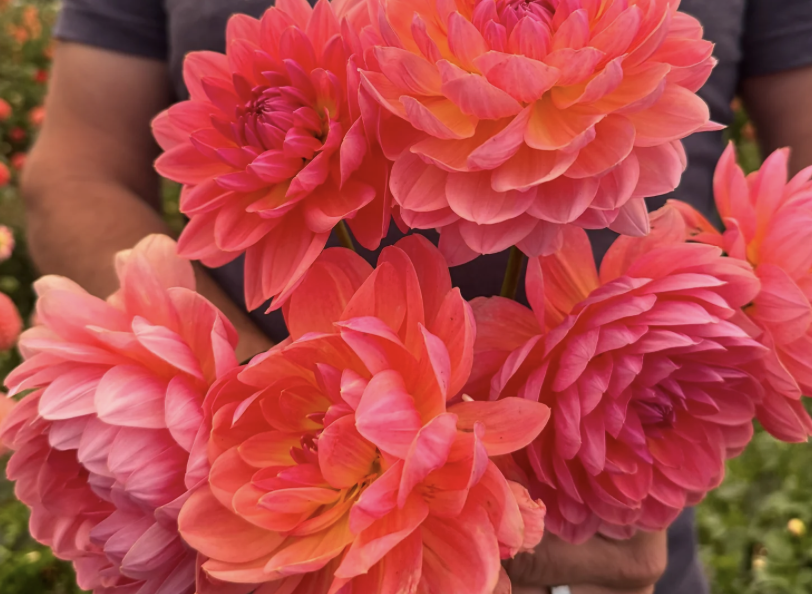 Dahlia