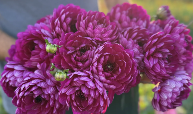 Dahlia