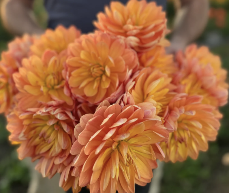Dahlia