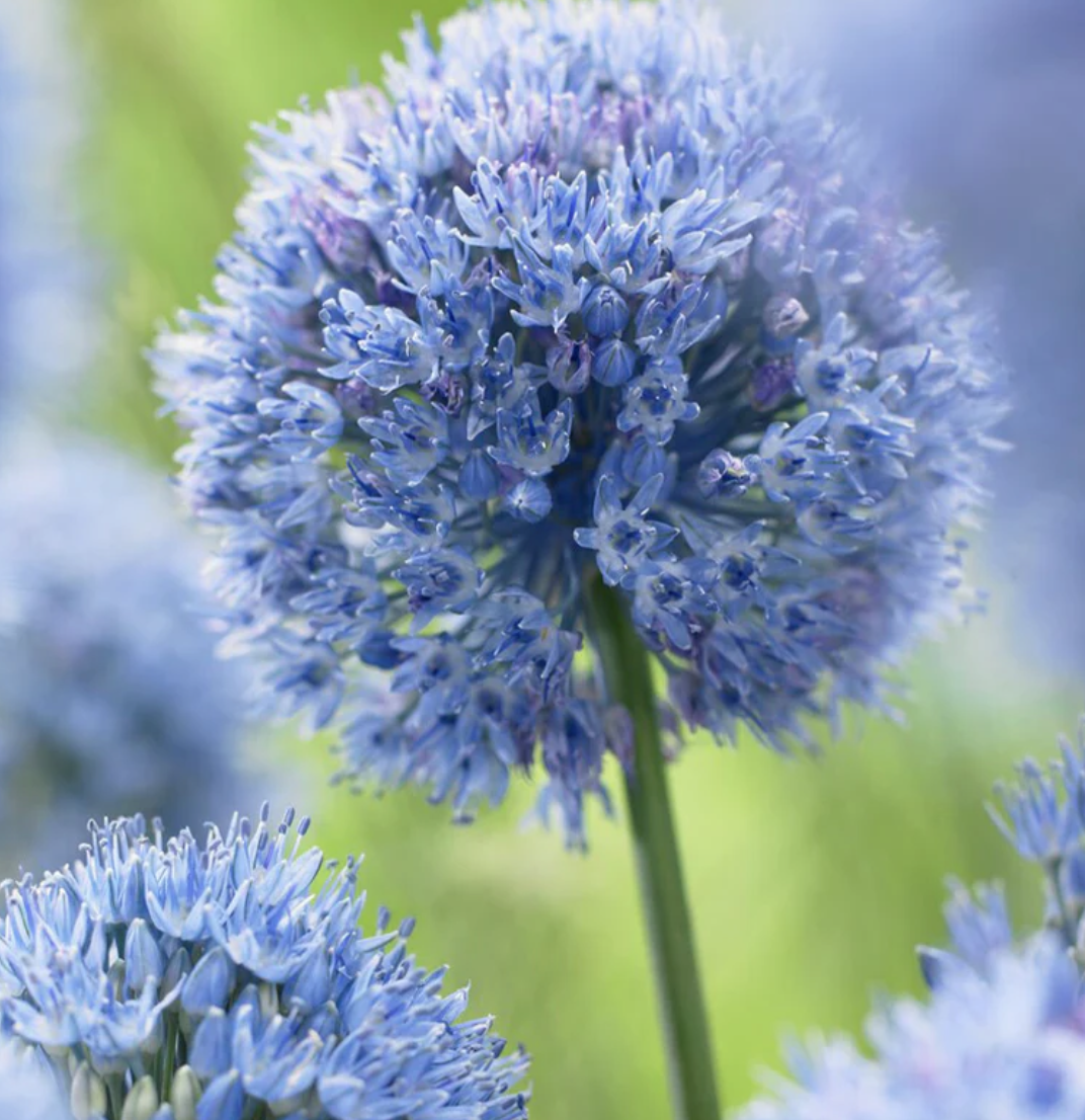 Allium