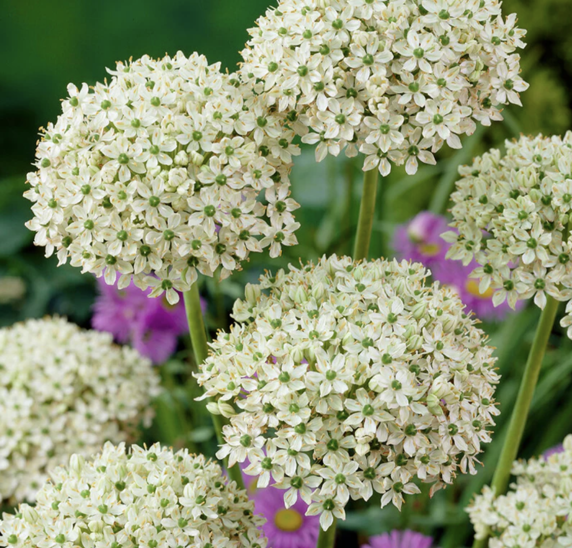 Allium