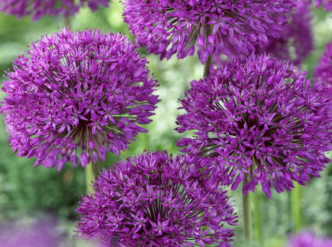 Allium