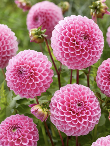 Dahlia