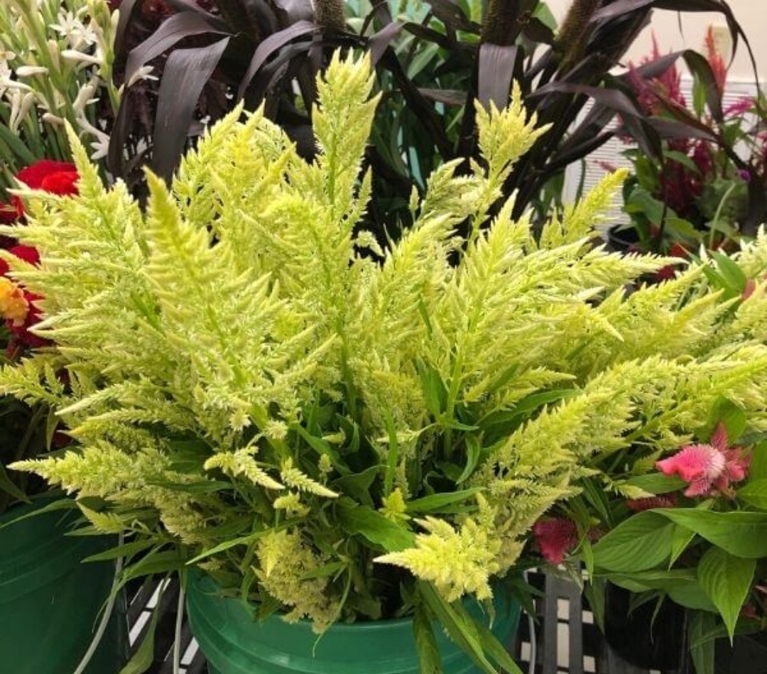 Celosia