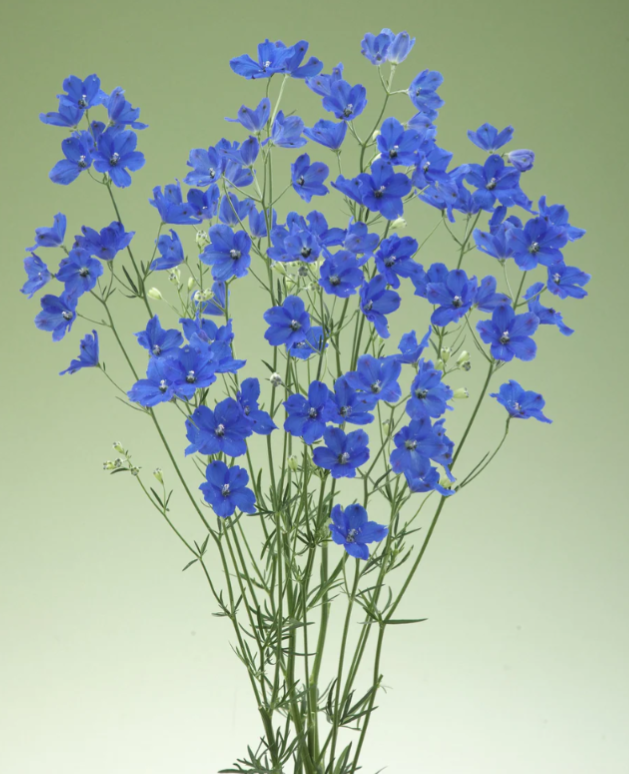 Delphinium