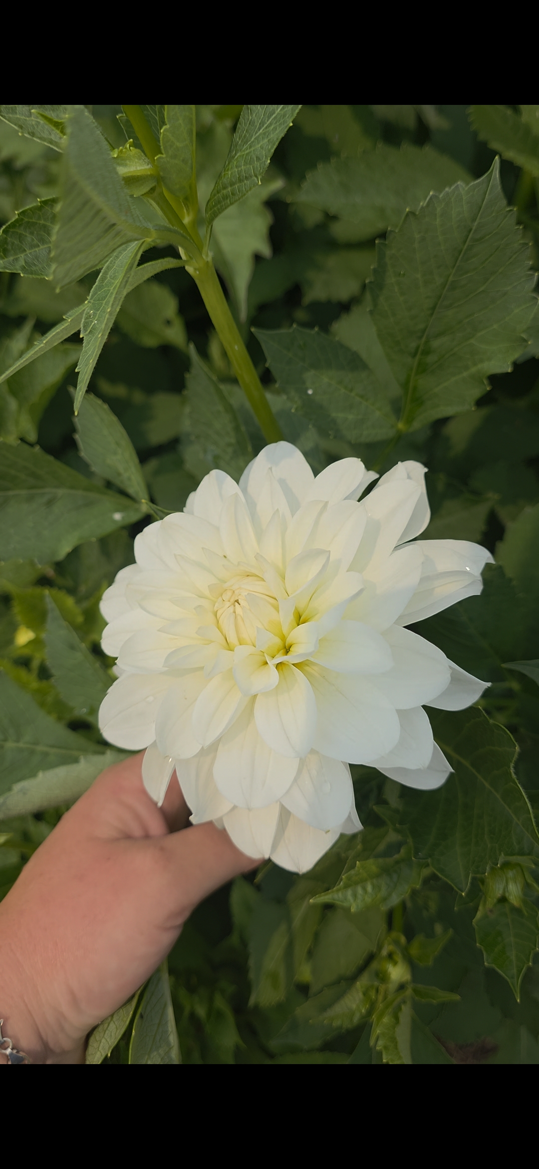 Dahlia