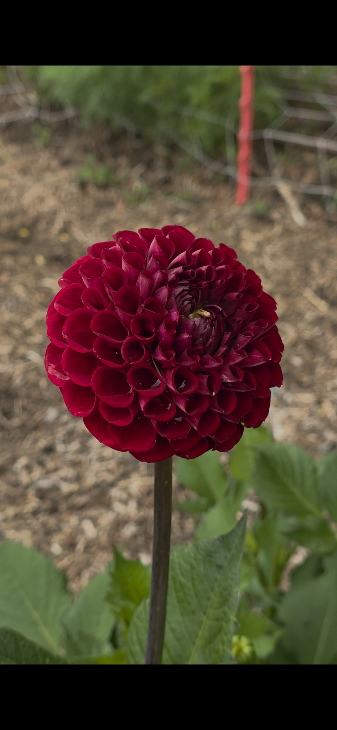 Dahlia