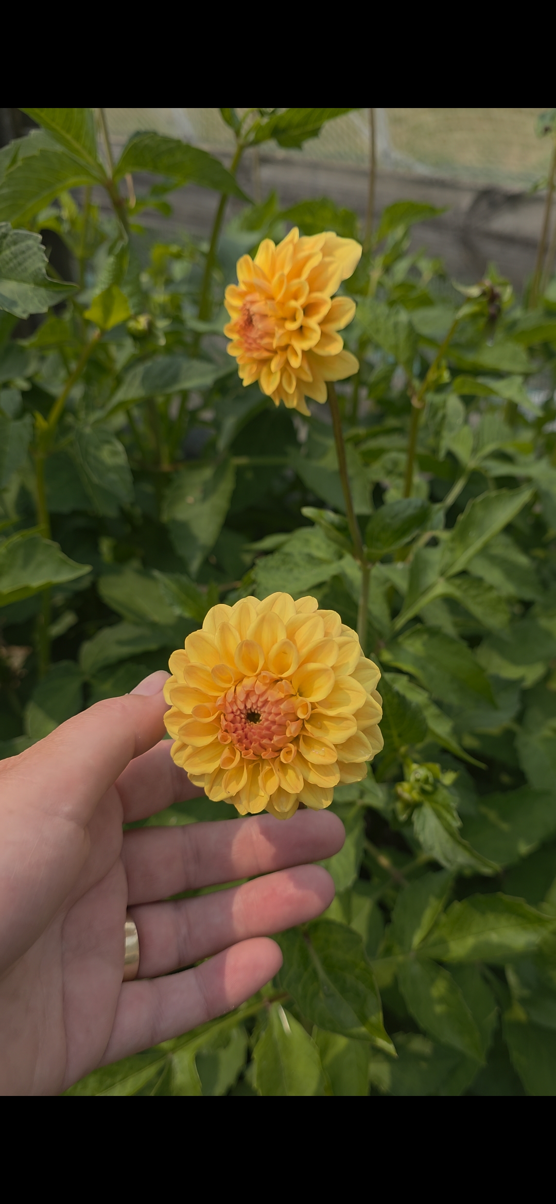 Dahlia