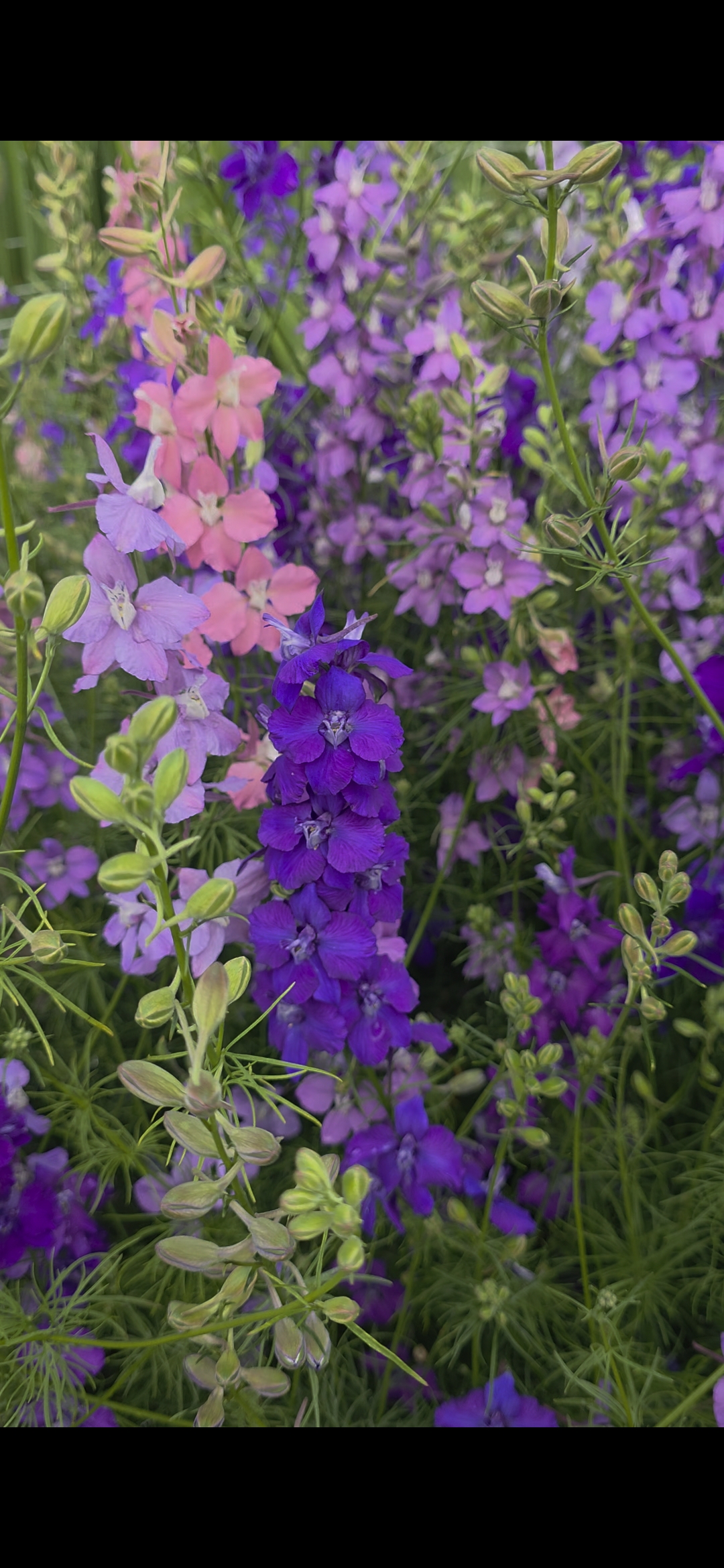 Larkspur