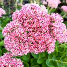 Sedum Pink