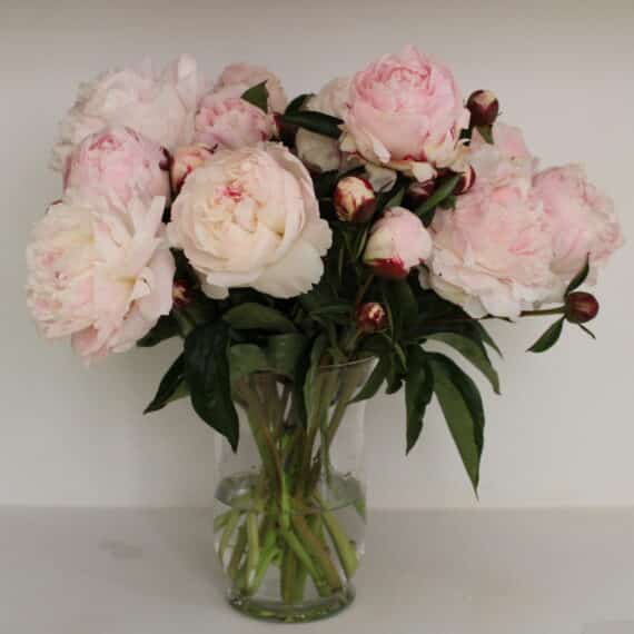 Peony