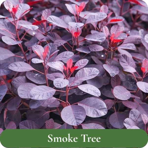 Smokebush 'Royal Purple' 