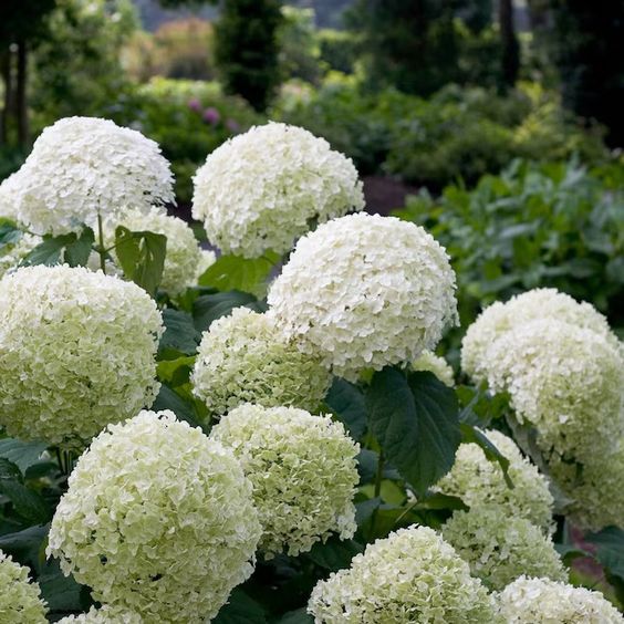 Smooth Hydrangea 