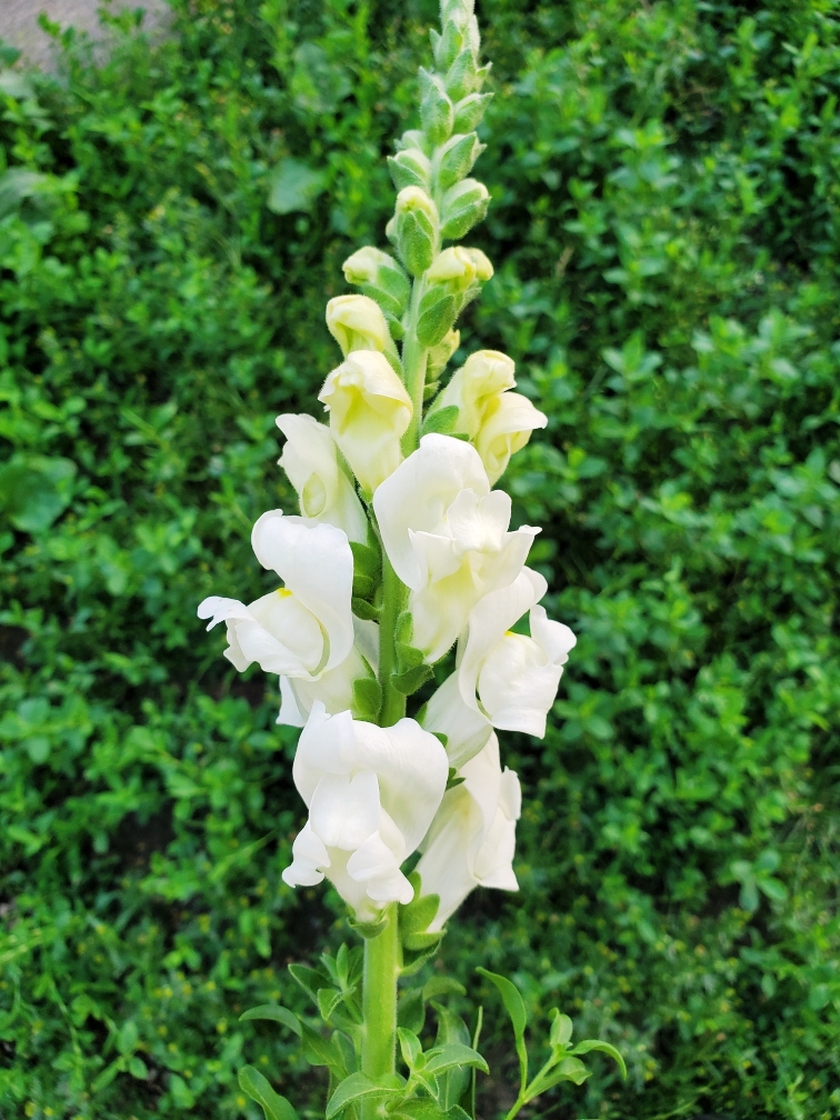 Snapdragons, White