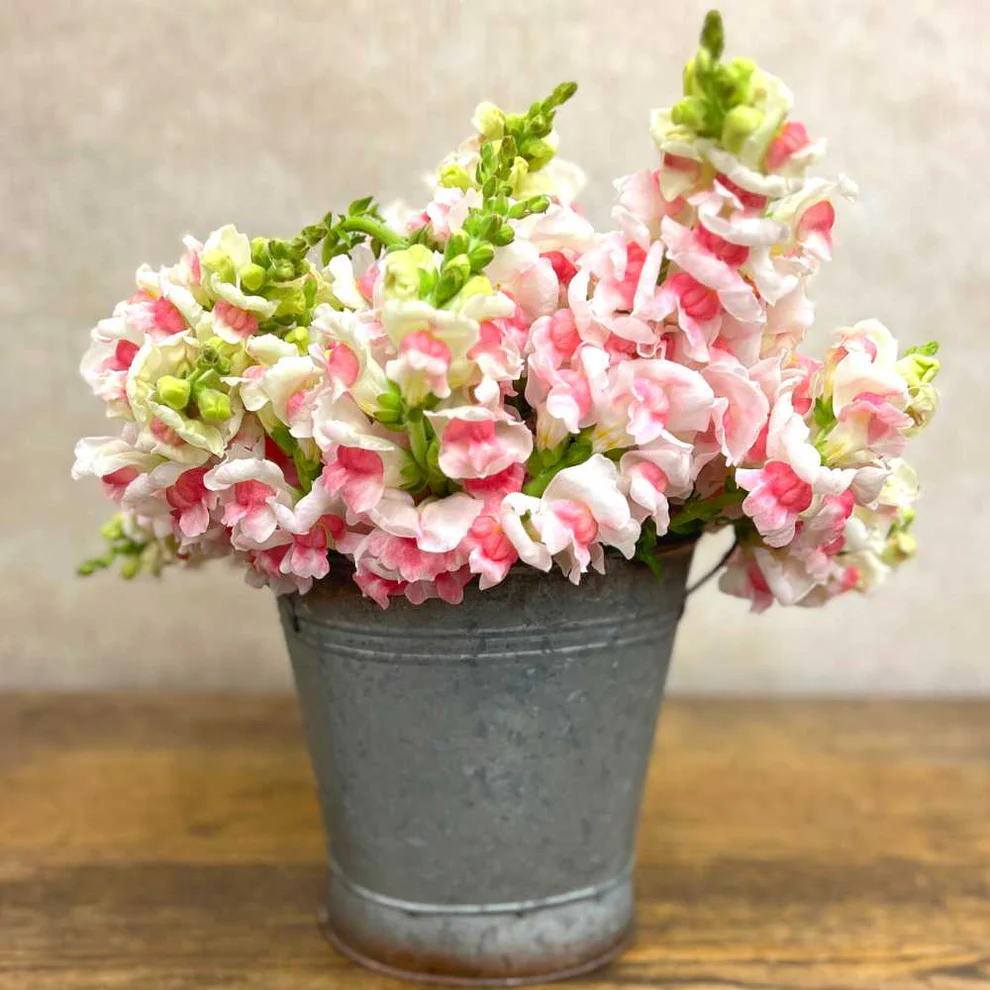 Snapdragon