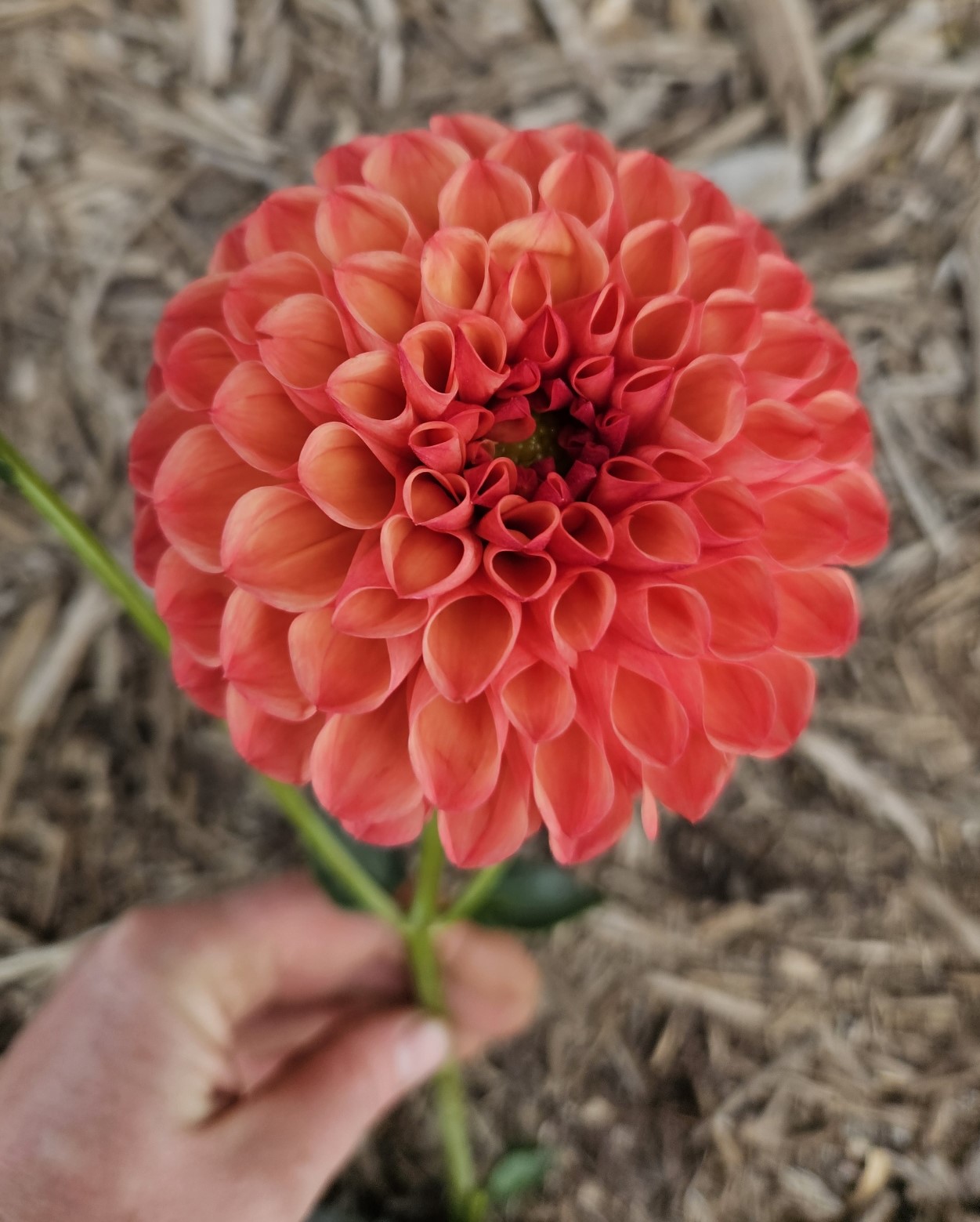 Dahlia Snoho Doris