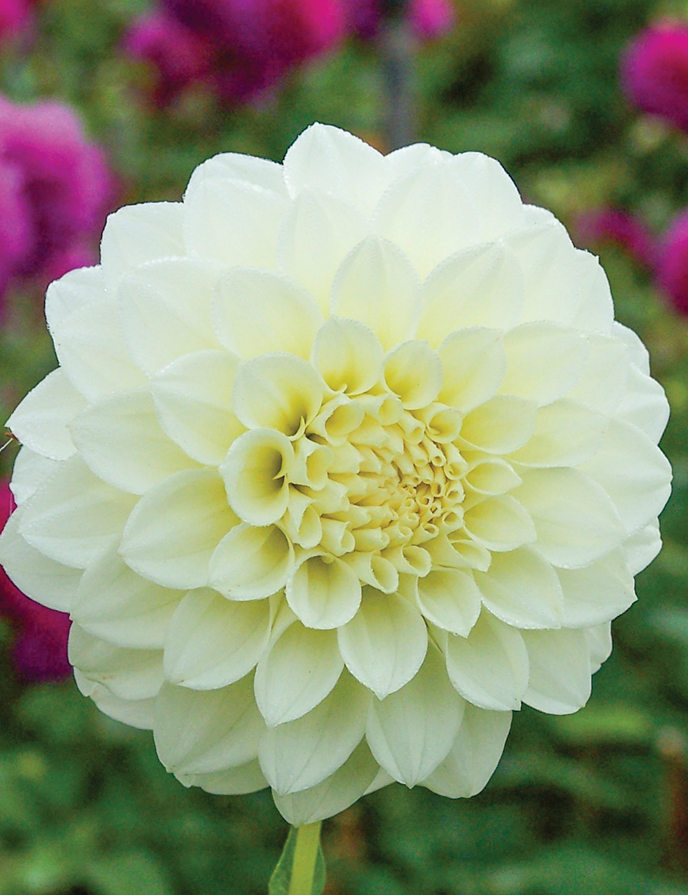 Dahlia