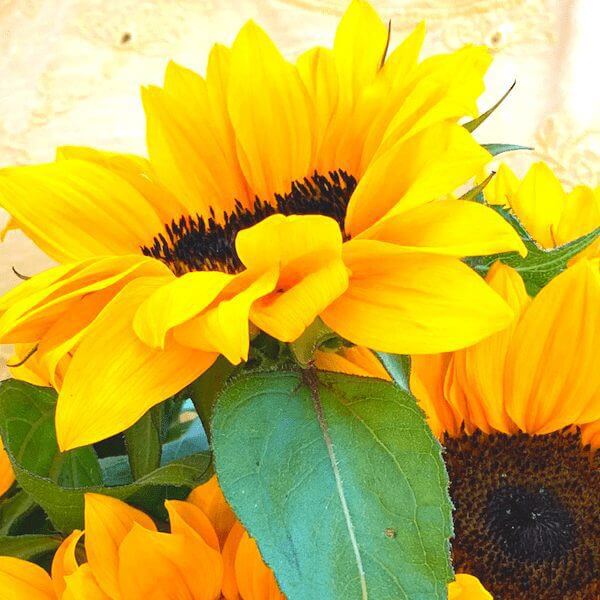 Sun Flower