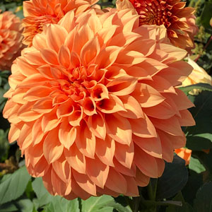 Dahlia