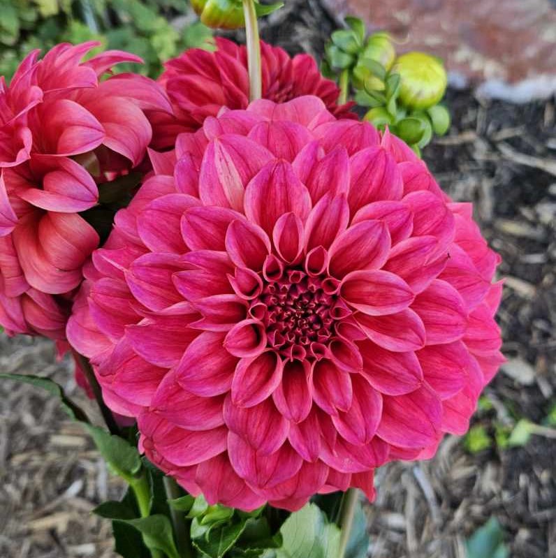 Dahlia Sylvia Craig Hunter