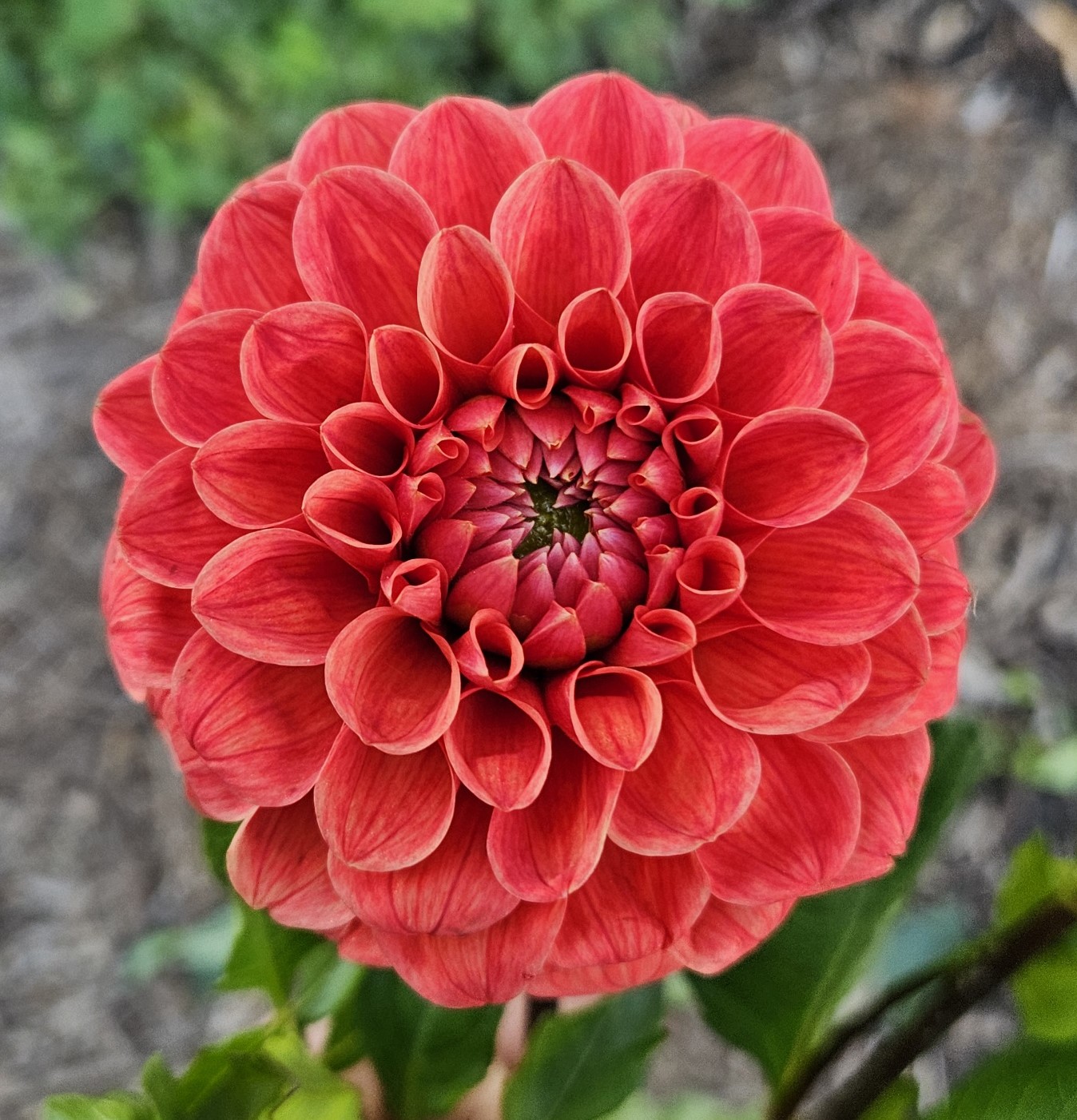 Dahlia Tahoma Amble