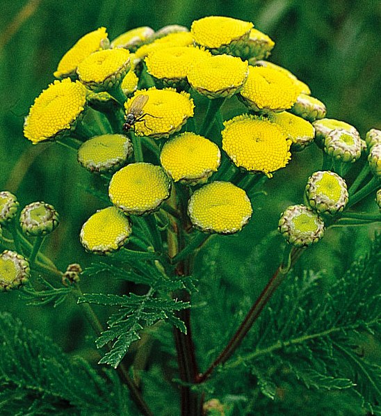 Tansy