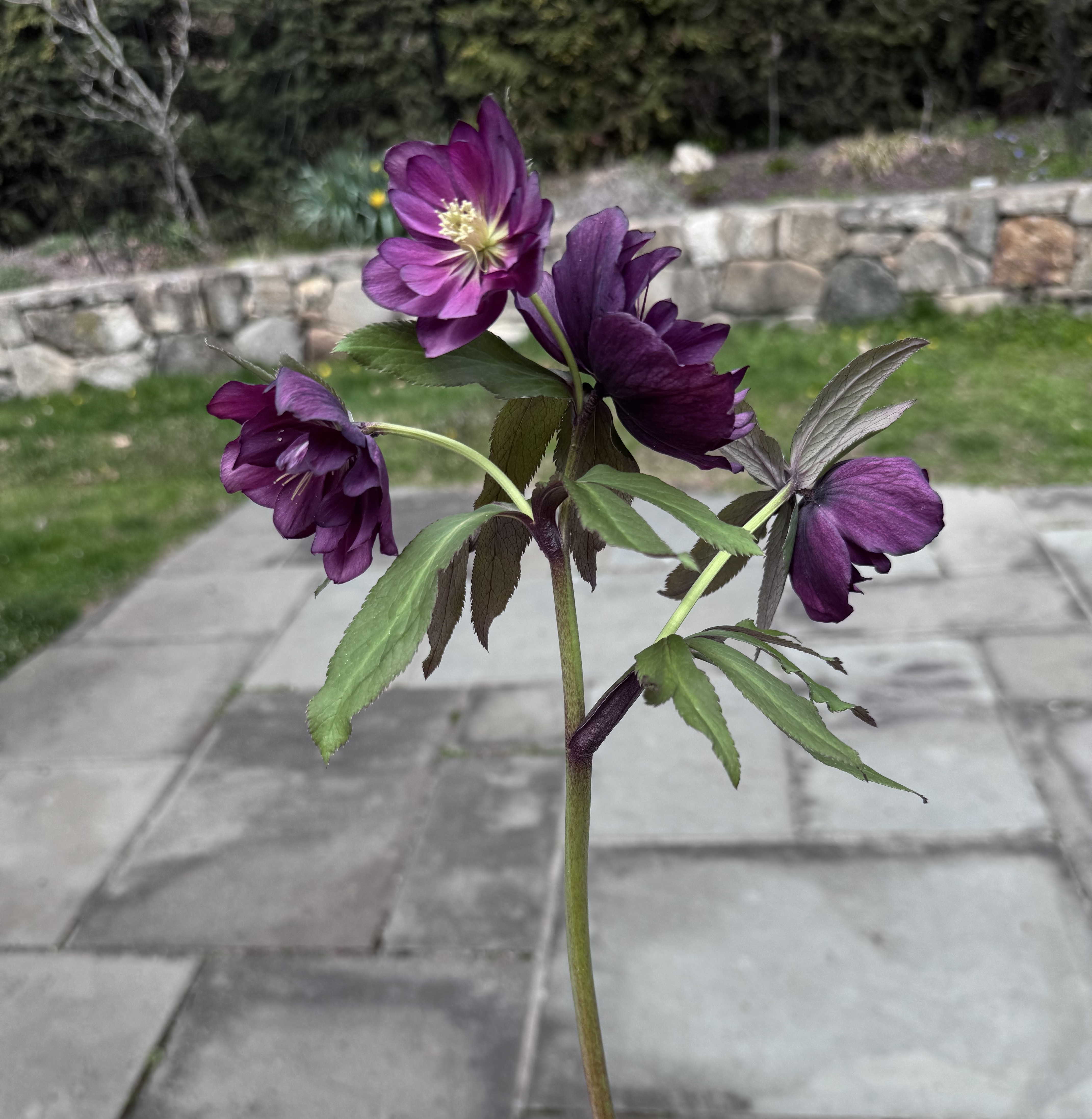 Hellebore