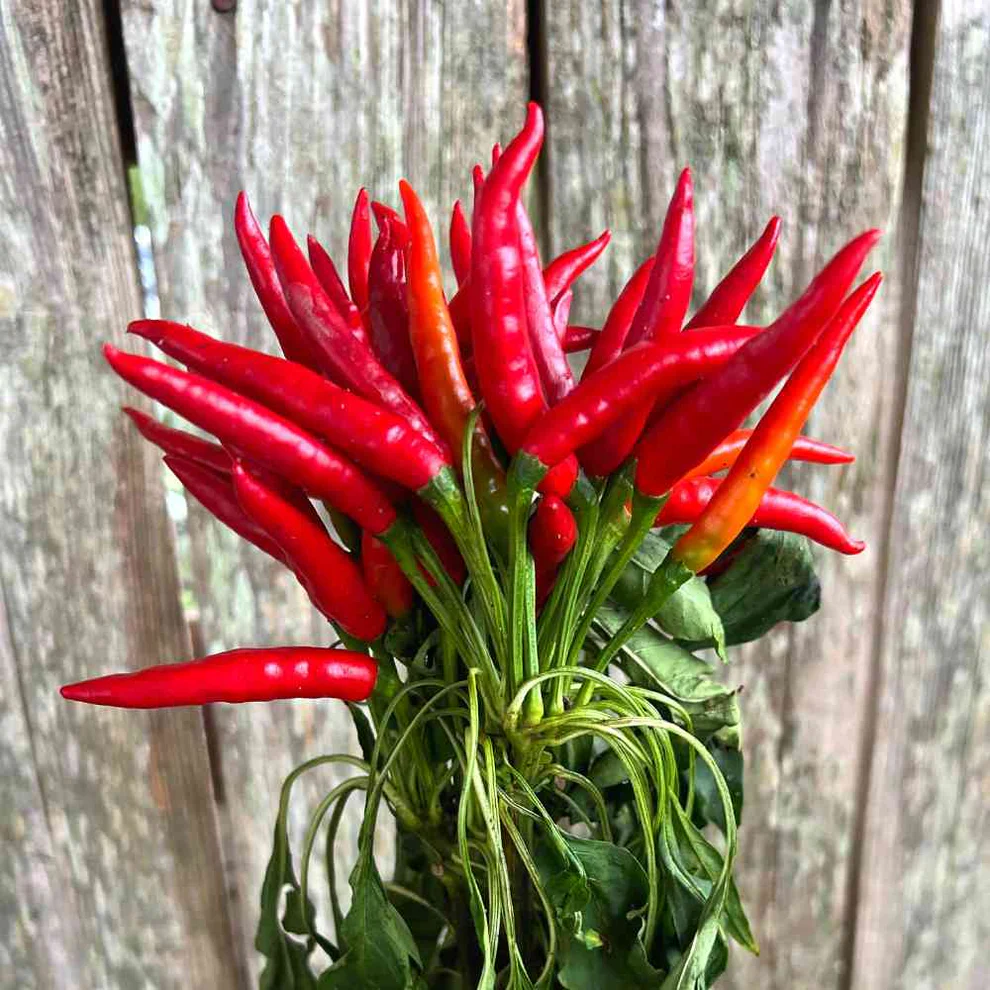 Pepper Rooster