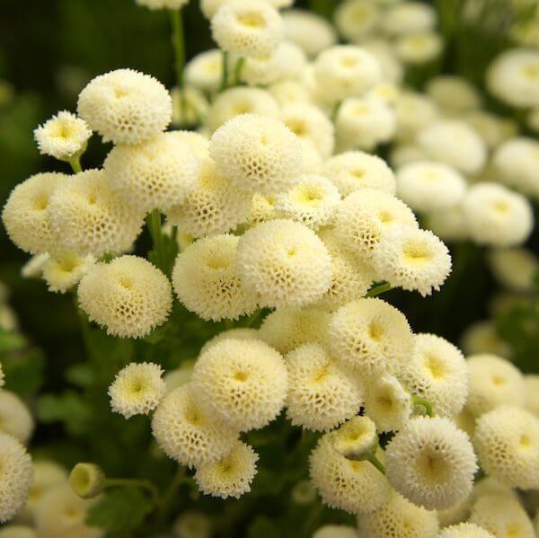 Feverfew