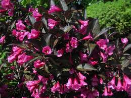 Wine & Roses Weigela