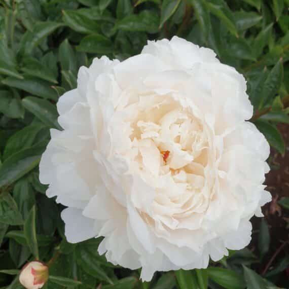 Peony