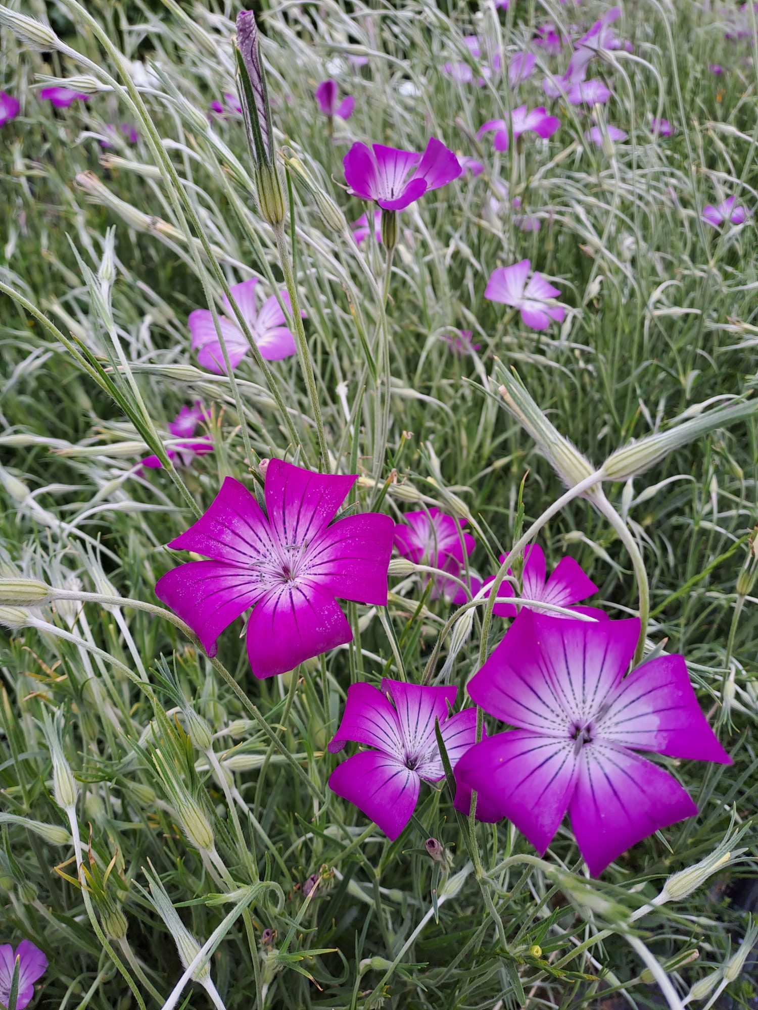 Agrostemma