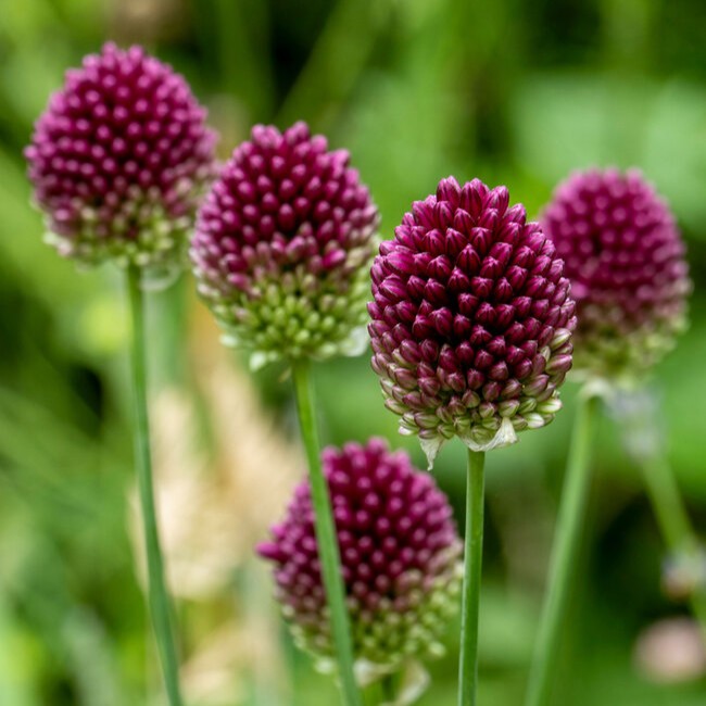 Allium