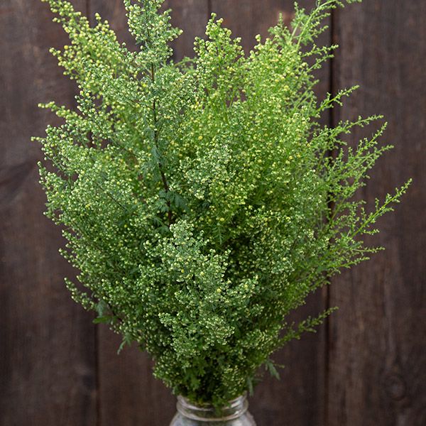 Artemisia 