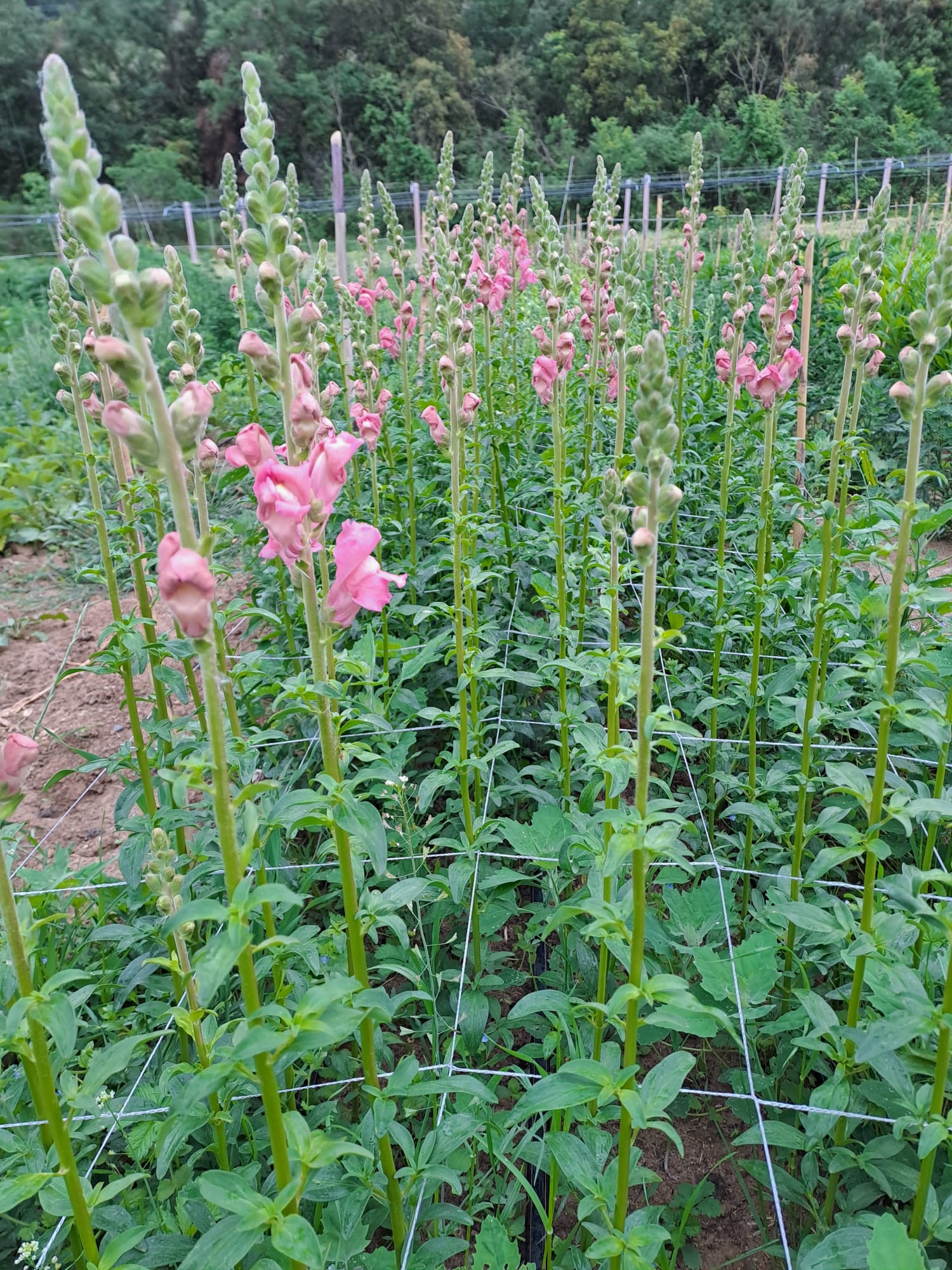 Antirrhinum