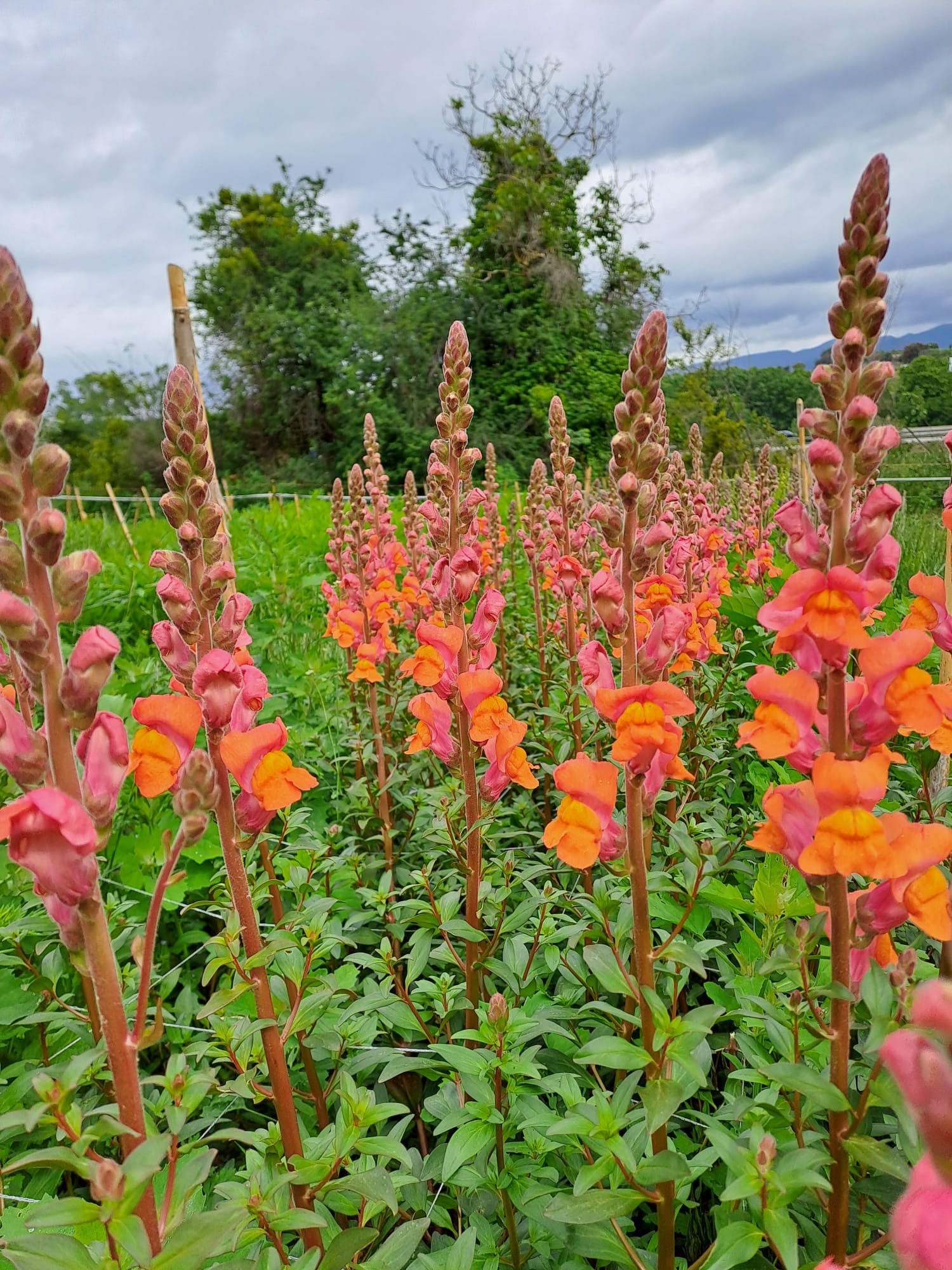 Antirrhinum