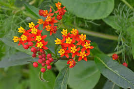 Ascelepias, Red