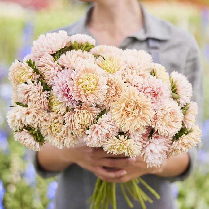 Aster