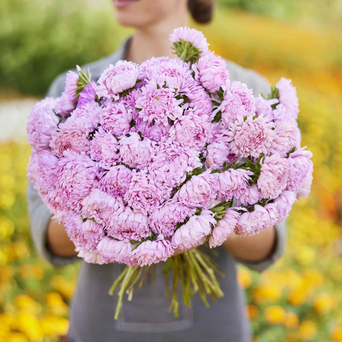Aster