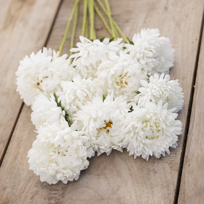 Aster 