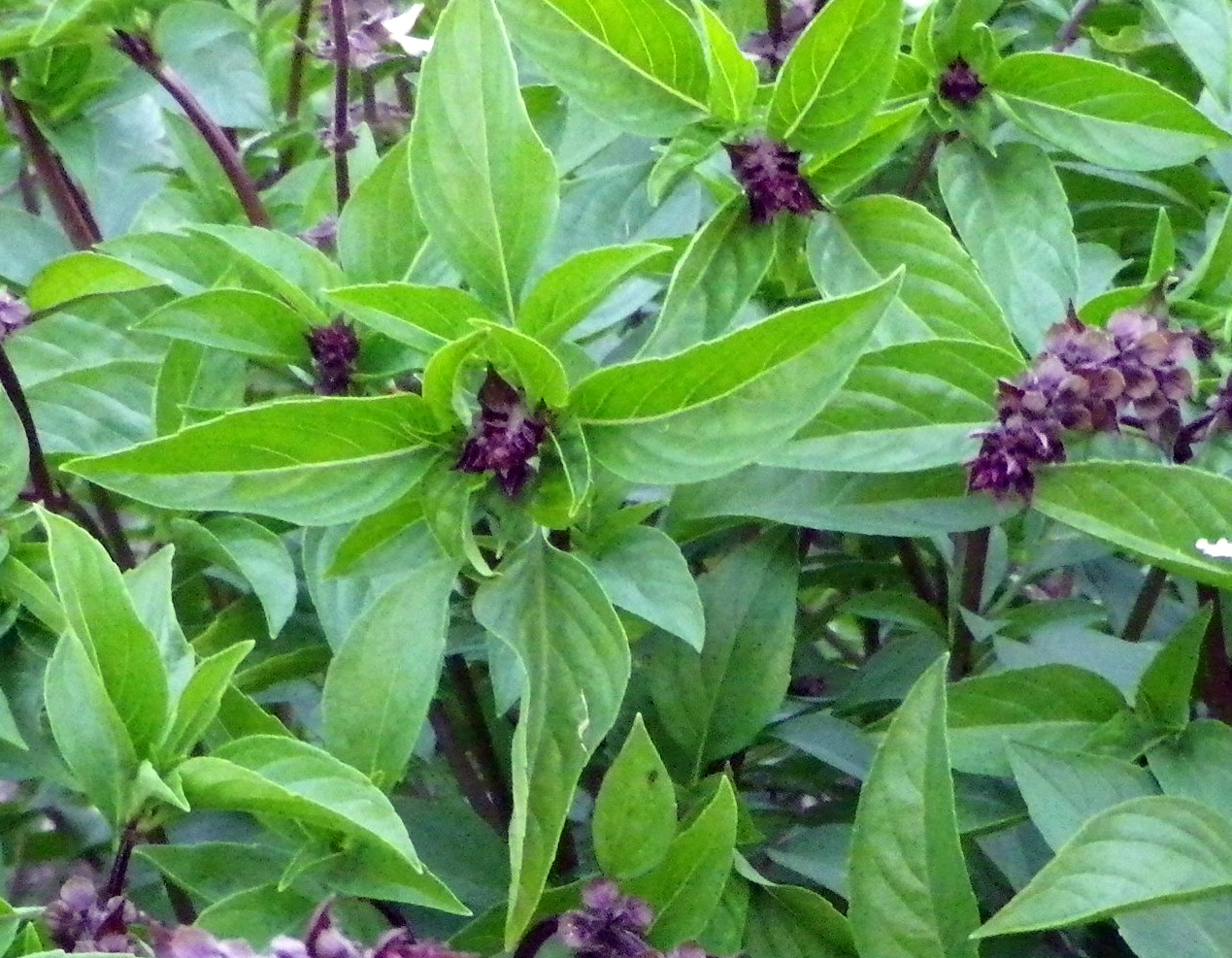 Greens Basil Cinnamon