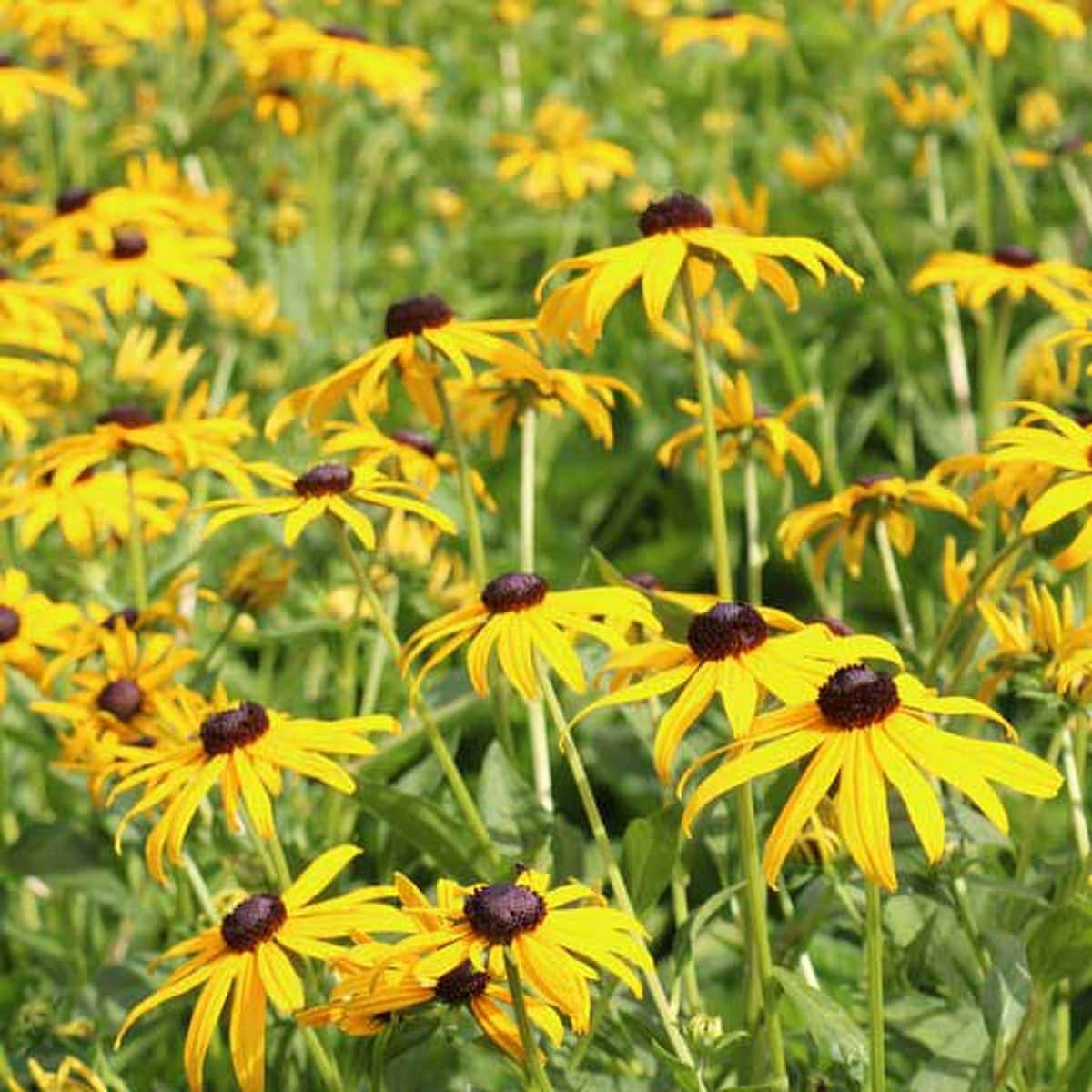 Rudbeckia hirta