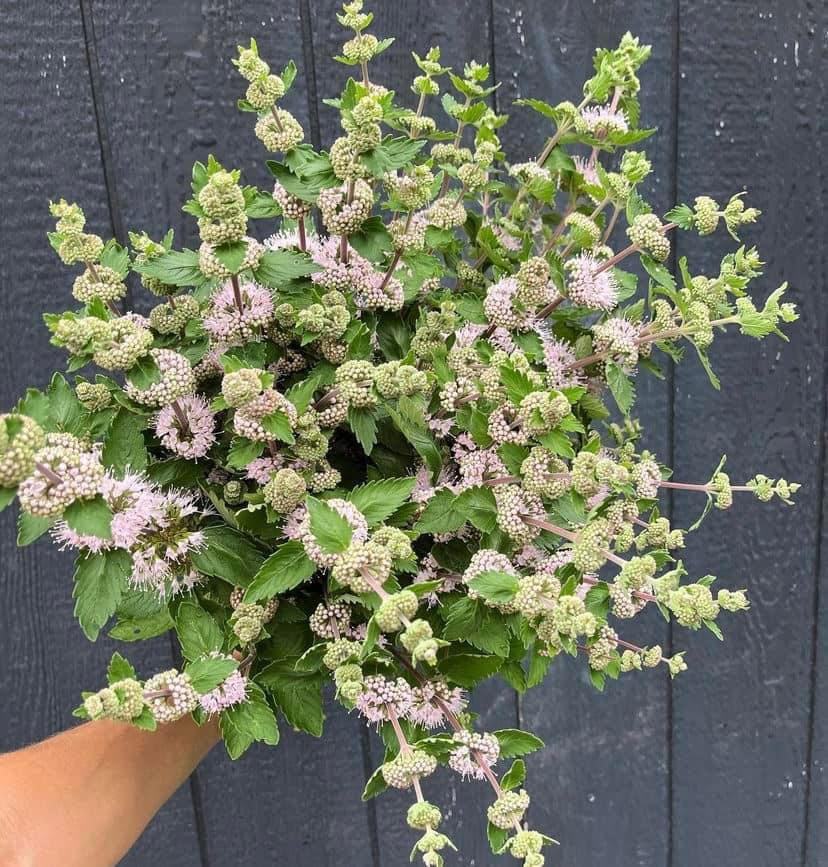 Caryopteris