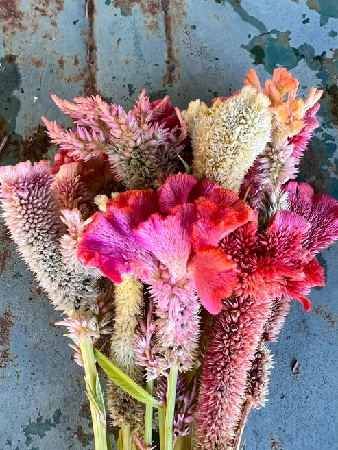 Celosia