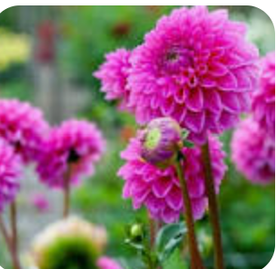 Dahlia