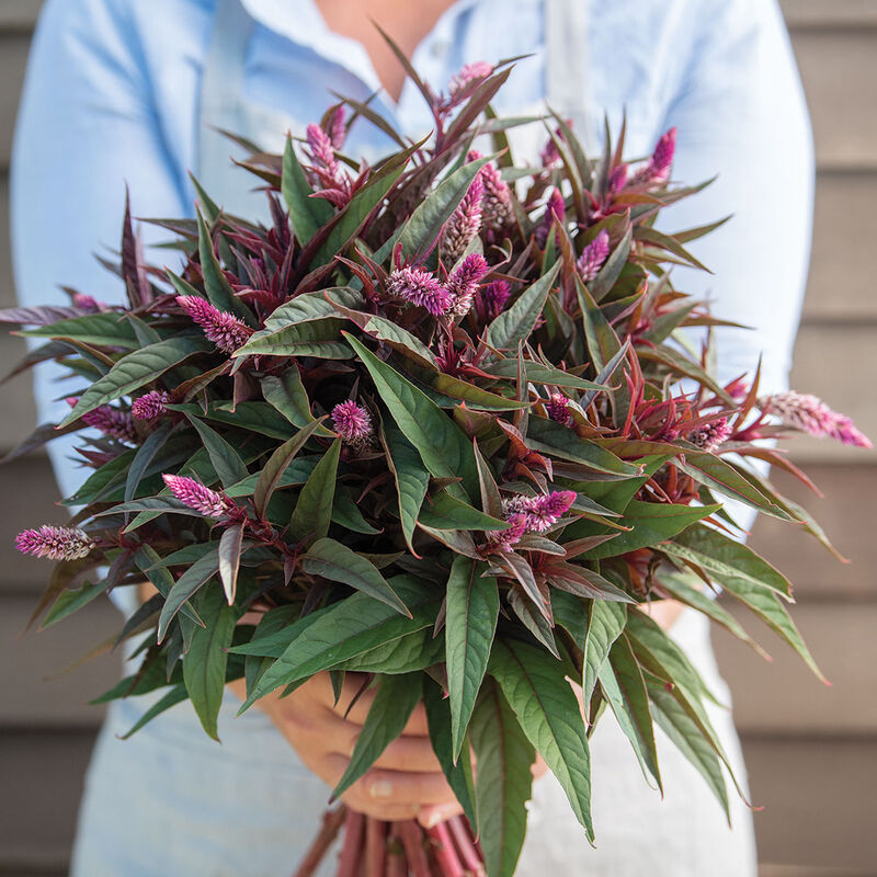 Celosia