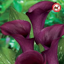 Calla, Purple
